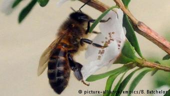 Τα νεονικοτινοειδή ύποπτα ότι βλάπτουν τις μέλισσες 