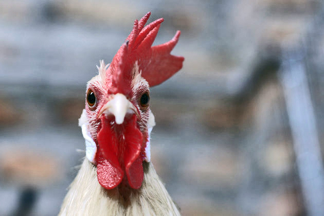 A Japanese Phoenix rooster is seen at a ornamental chicken farm in Hanoi, Vietnam on Tuesday, Jan. 24, 2017. The colorful feathered fowls have become favorite pets as Vietnam is welcoming the Lunar New Year of Rooster. (AP Photo/Hau Dinh)