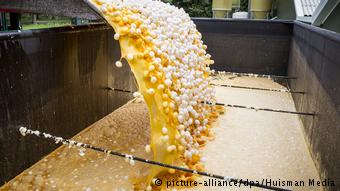Εκατομμύρια αυγά καταστράφηκαν στην Ολλανδία