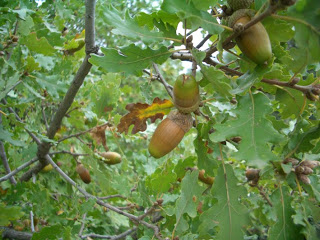 quercus-pubescens