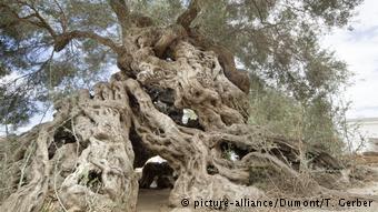 Απομεινάρια αρχαίων δέντρων μπορούν να δώσουν σημαντικές πληροφορίες για την αρχαιολογική έρευνα