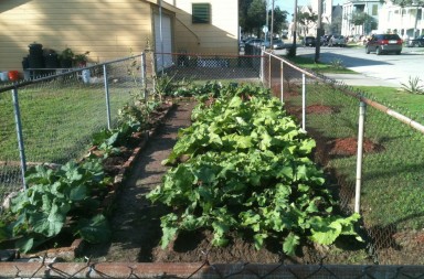 urban-vegetable-gardening-2