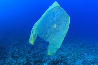 235744-plbag