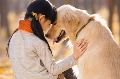 241252-dog-child