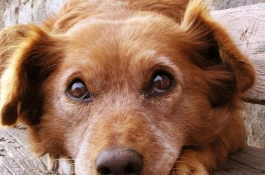 242399-dog-how-to-select-your-new-best-friend-thinkstock99062463