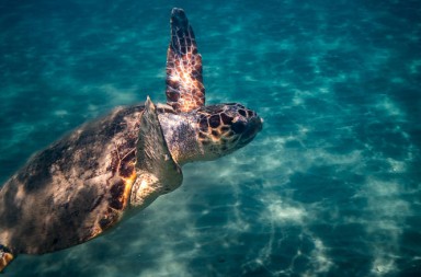 caretta-caretta-4-tjoakim-odelberg-wwf-greece