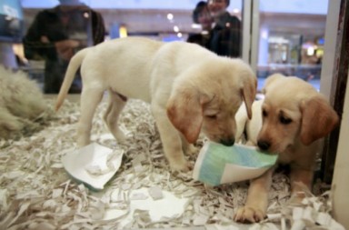britain-puppy-sales-630_0