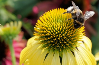 hummel_insect_sun_hat_flower_blossom_bloom_plant_garden-4353391546680938